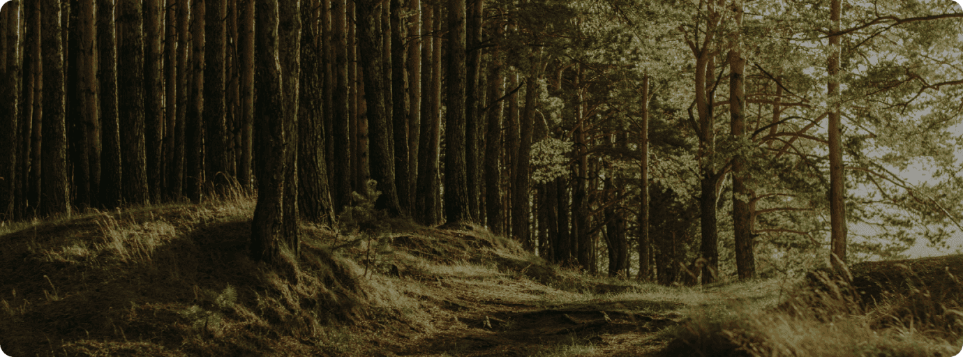 Sentier naturel entouré de pins sous la lumière du soleil